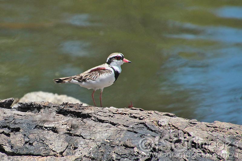 Click image for larger version

Name:	Black-fronted-Dotterel-2E.jpg
Views:	42
Size:	80.7 KB
ID:	436540