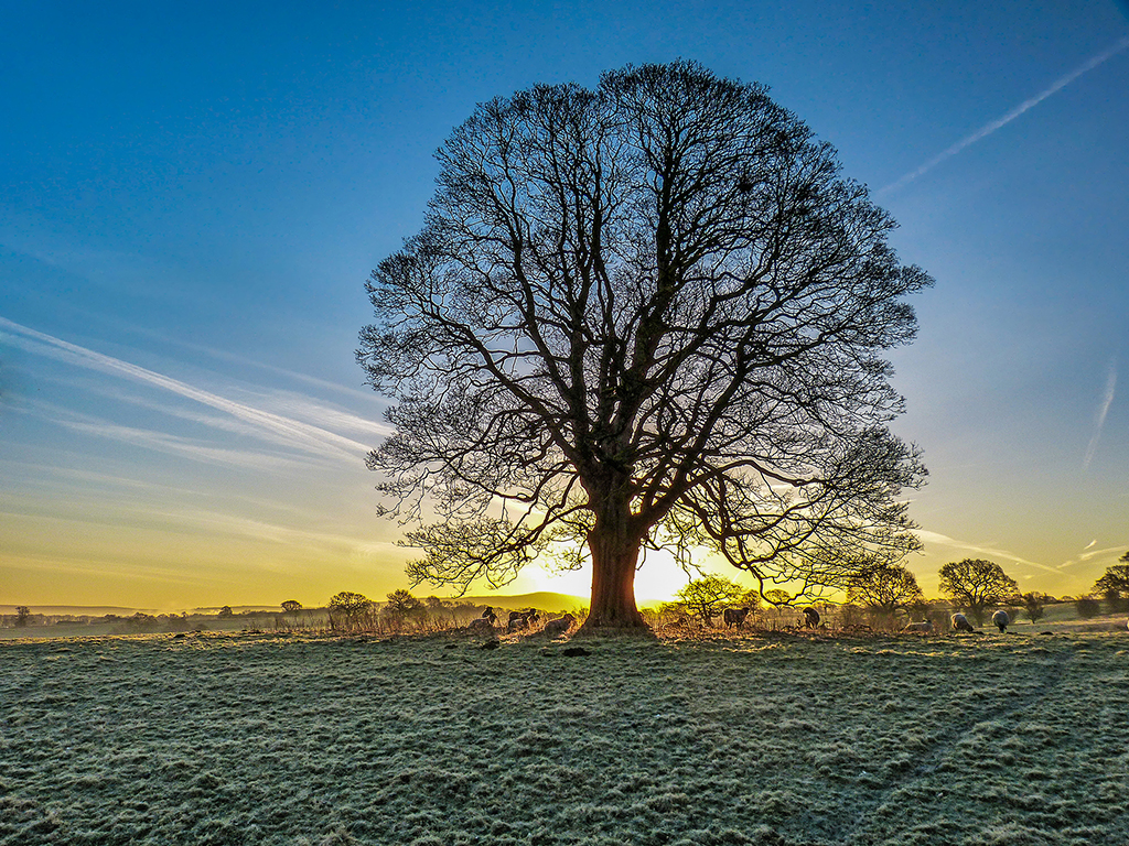 Click image for larger version

Name:	Tree and sheep2ccc.jpg
Views:	25
Size:	1.03 MB
ID:	436613