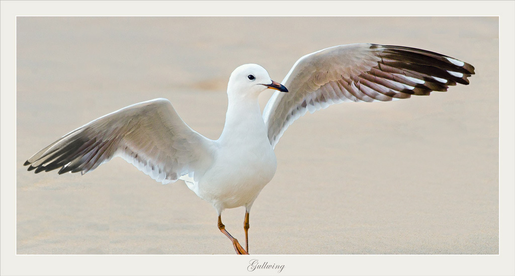 Click image for larger version

Name:	alan-gullwing-E.jpg
Views:	50
Size:	118.5 KB
ID:	436937