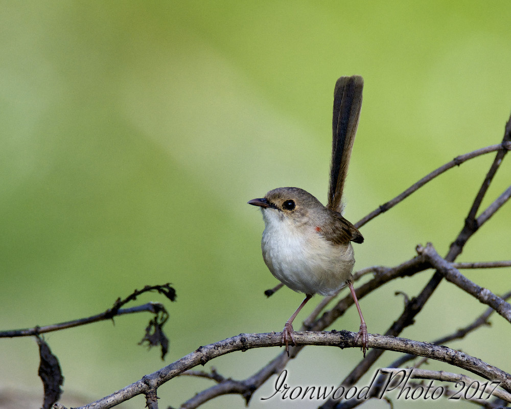 Click image for larger version

Name:	DSC_3756.jpg
Views:	29
Size:	188.3 KB
ID:	437723