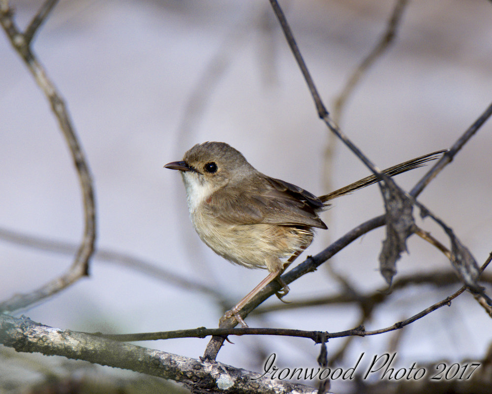 Click image for larger version

Name:	DSC_3764.jpg
Views:	28
Size:	180.2 KB
ID:	437724