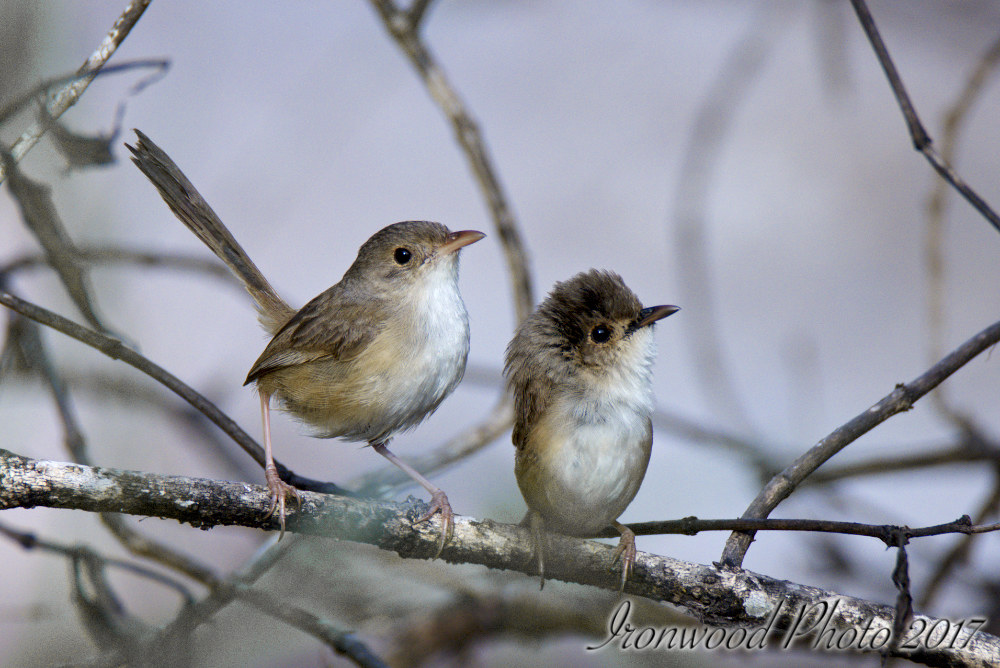 Click image for larger version

Name:	DSC_3783.jpg
Views:	26
Size:	178.9 KB
ID:	437725