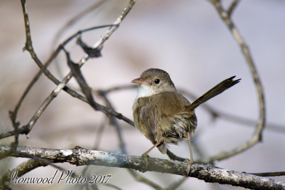 Click image for larger version

Name:	DSC_3791.jpg
Views:	29
Size:	175.9 KB
ID:	437726