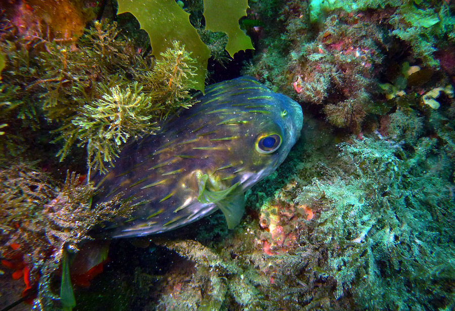 Click image for larger version

Name:	Globe fish.jpg
Views:	31
Size:	328.5 KB
ID:	438848