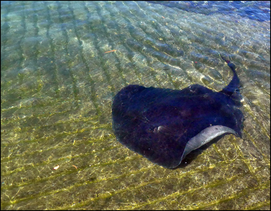 Click image for larger version

Name:	Black Ray..jpg
Views:	65
Size:	349.1 KB
ID:	439665