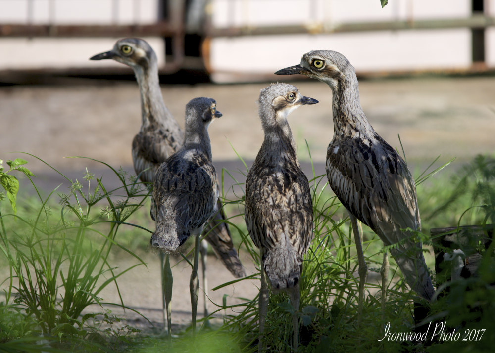 Click image for larger version

Name:	DSC_5837.jpg
Views:	37
Size:	184.4 KB
ID:	439792