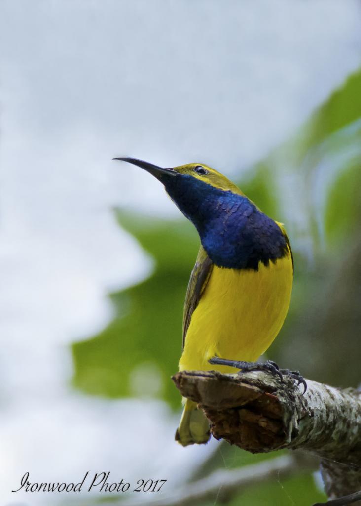 Click image for larger version

Name:	DSC_7279.jpg
Views:	91
Size:	47.2 KB
ID:	440849