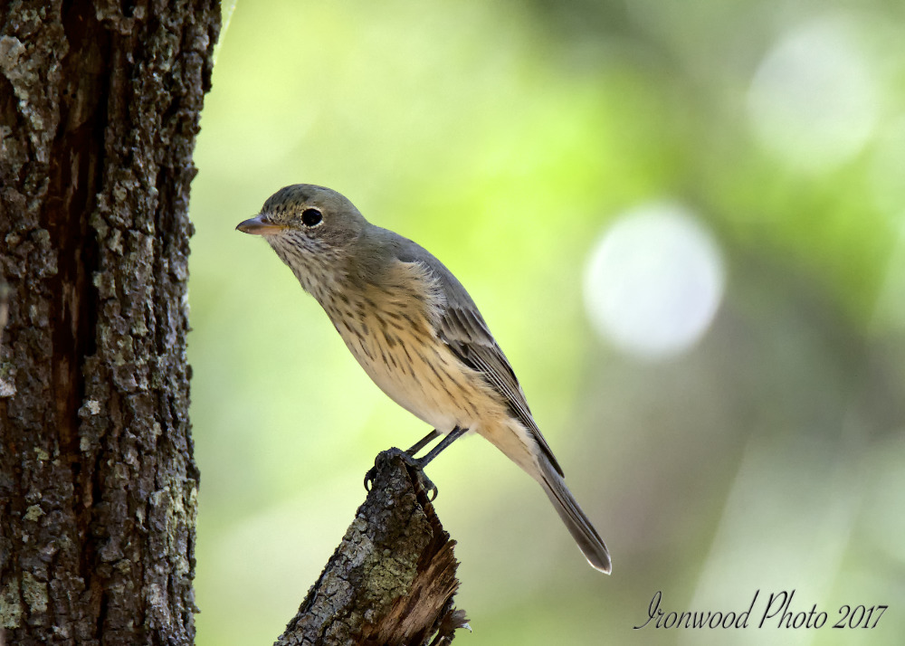 Click image for larger version

Name:	DSC_7201.jpg
Views:	51
Size:	191.3 KB
ID:	440853
