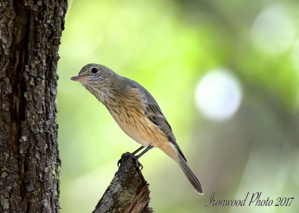Click image for larger version

Name:	DSC_7203.jpg
Views:	91
Size:	199.8 KB
ID:	440854