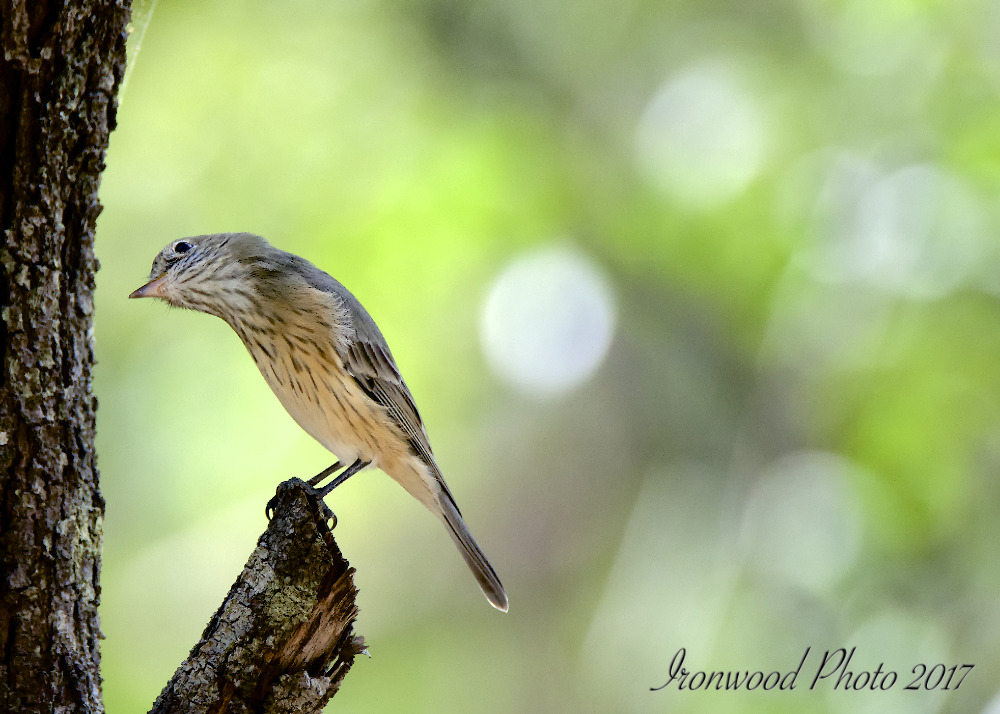 Click image for larger version

Name:	DSC_7199.jpg
Views:	59
Size:	193.9 KB
ID:	440855