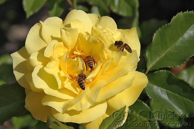 Click image for larger version

Name:	Yellow-Rose-with-Bees---1.jpg
Views:	17
Size:	199.0 KB
ID:	441270