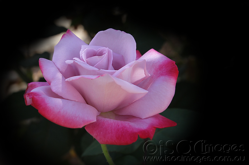 Click image for larger version

Name:	Rose-Angel-Face_1.jpg
Views:	19
Size:	163.0 KB
ID:	441271
