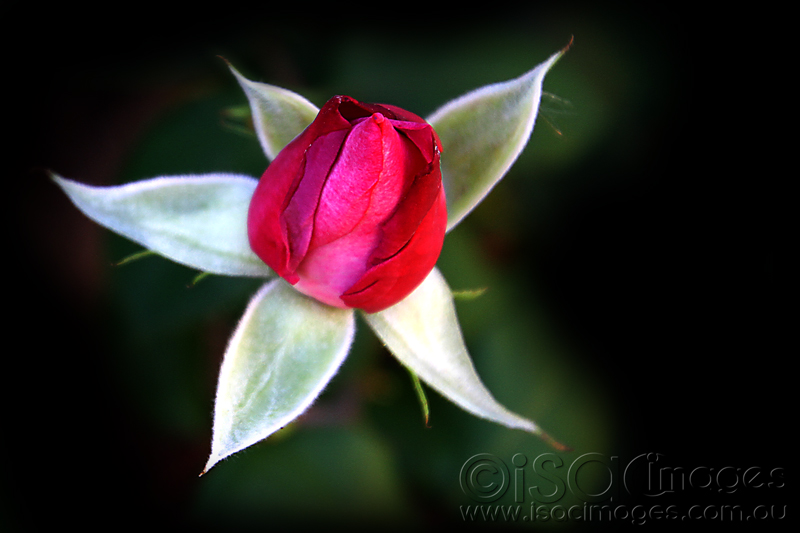 Click image for larger version

Name:	Rose-Angel-Face-Bud_1.jpg
Views:	25
Size:	186.5 KB
ID:	441272
