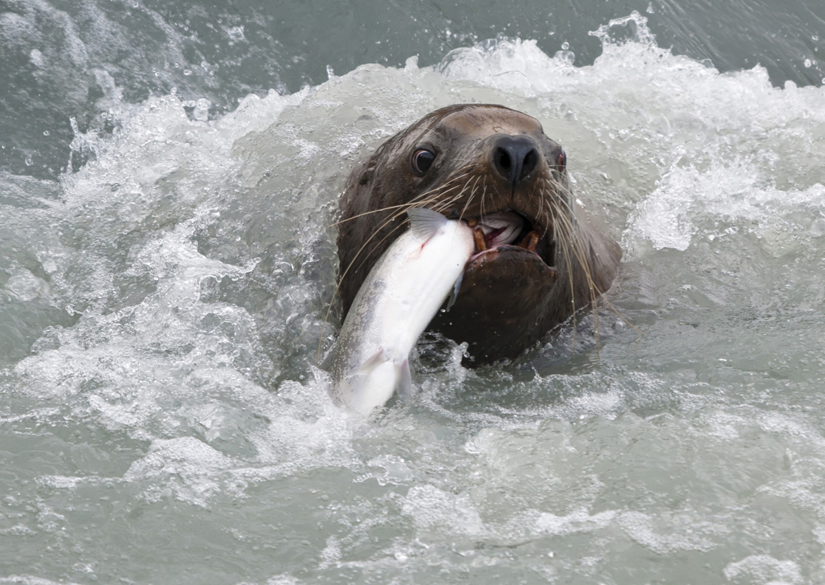 Click image for larger version

Name:	DSC_7016 Valdez Sea Lion.jpg
Views:	56
Size:	397.1 KB
ID:	441654