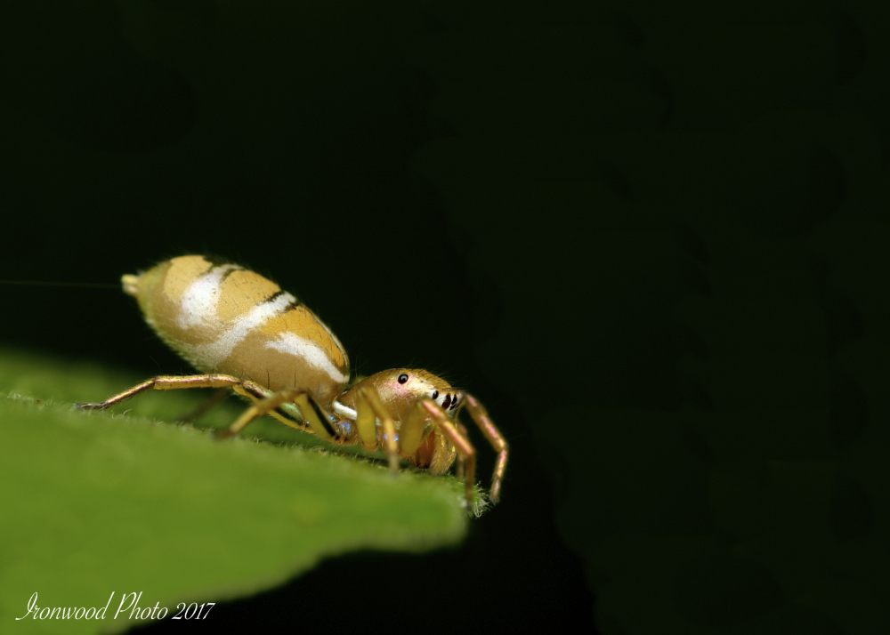 Click image for larger version

Name:	DSC_8679 - Version 5.jpg
Views:	32
Size:	177.3 KB
ID:	441982