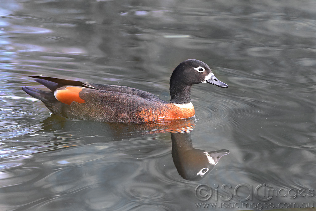 Click image for larger version

Name:	Shelduck_Female-1.jpg
Views:	28
Size:	196.6 KB
ID:	442989