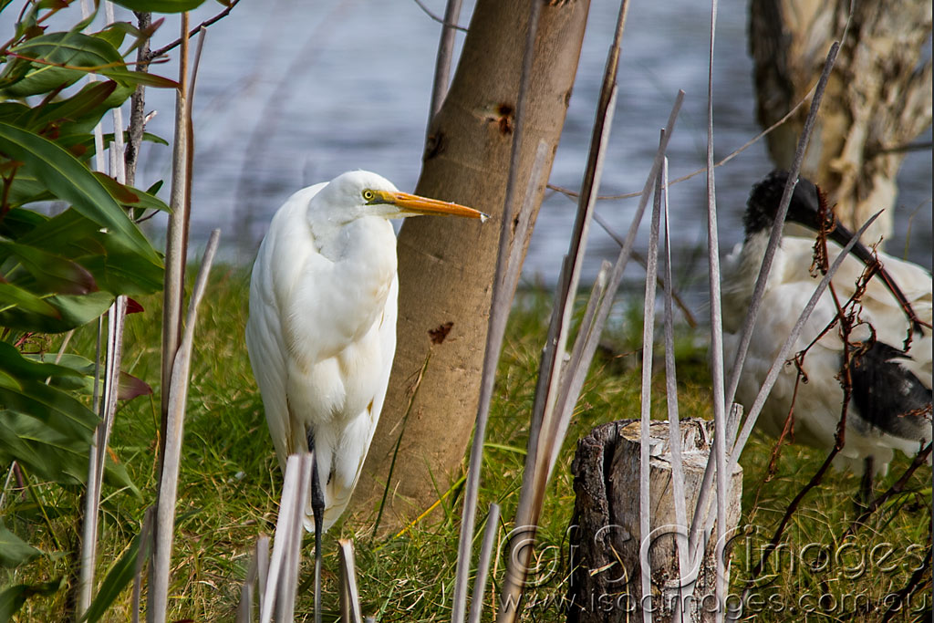 Click image for larger version

Name:	Egret-1.jpg
Views:	16
Size:	196.8 KB
ID:	442984