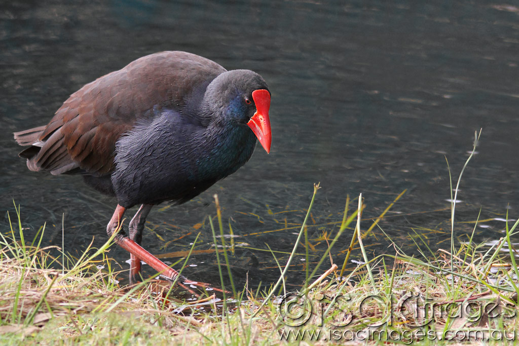 Click image for larger version

Name:	Moorhen-1.jpg
Views:	36
Size:	196.0 KB
ID:	442991