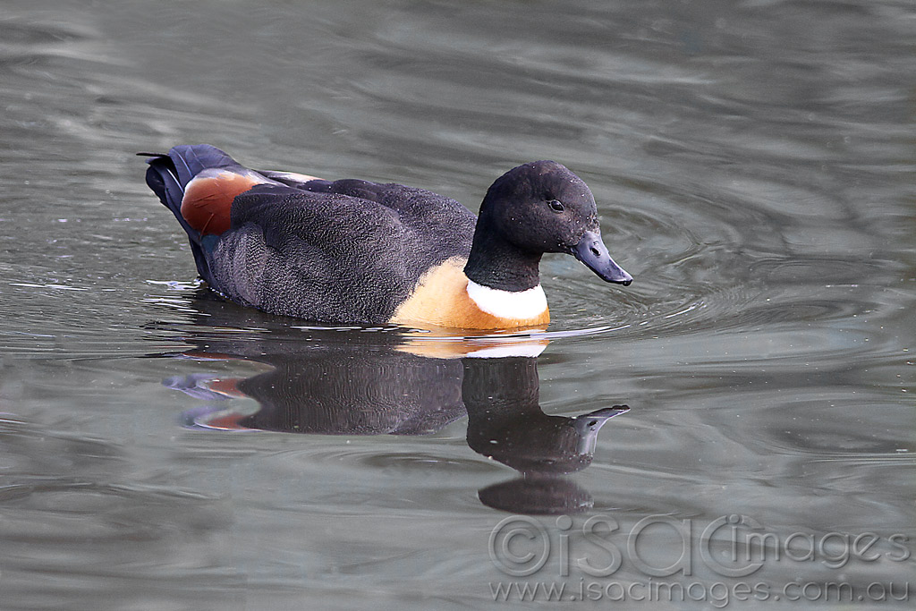 Click image for larger version

Name:	Shelduck_Male-1.jpg
Views:	27
Size:	195.4 KB
ID:	442992