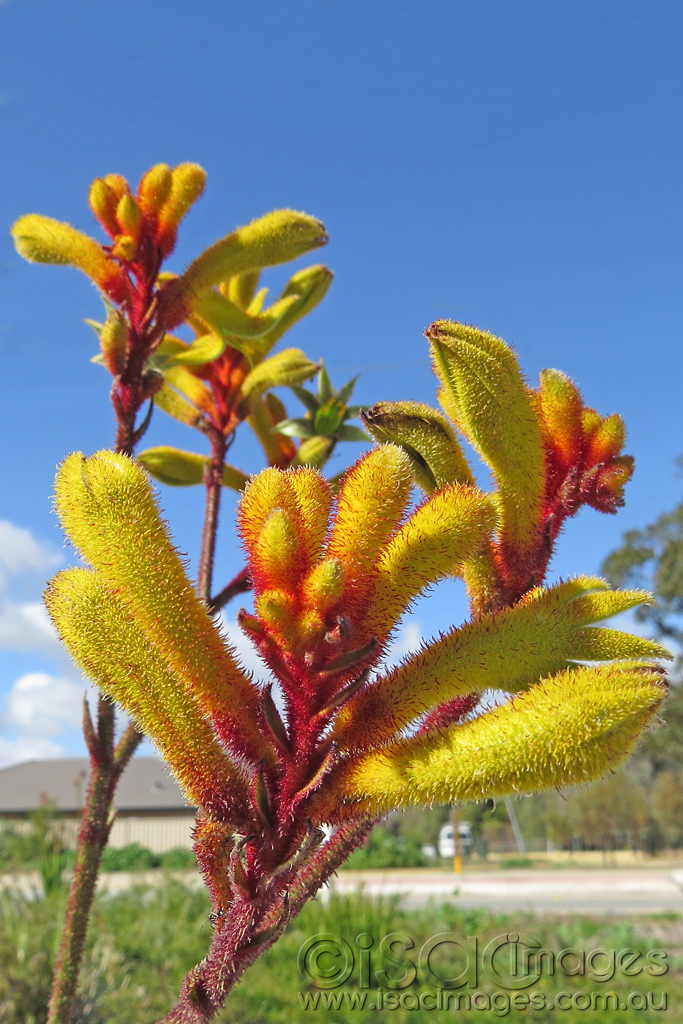 Click image for larger version

Name:	Kangaroo-Paw-1.jpg
Views:	274
Size:	323.2 KB
ID:	443632