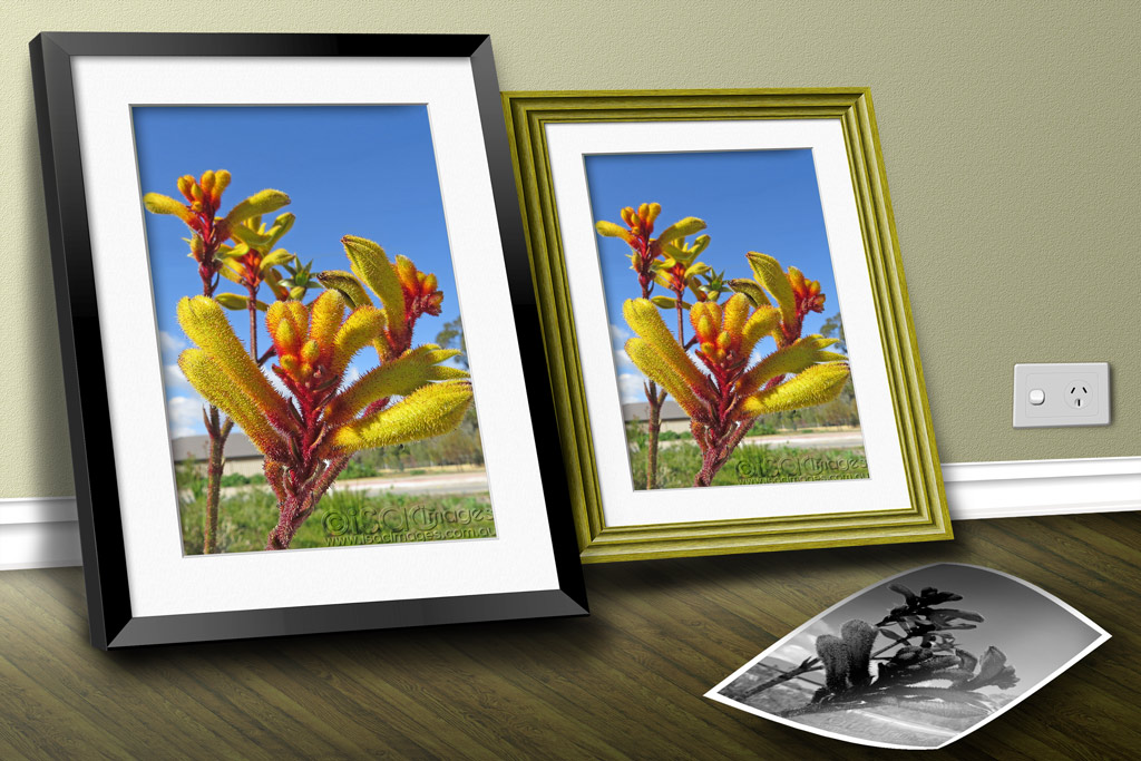 Click image for larger version

Name:	Isac-Images-MOCKUP-Frames-KangarooPaw.jpg
Views:	33
Size:	198.3 KB
ID:	443740