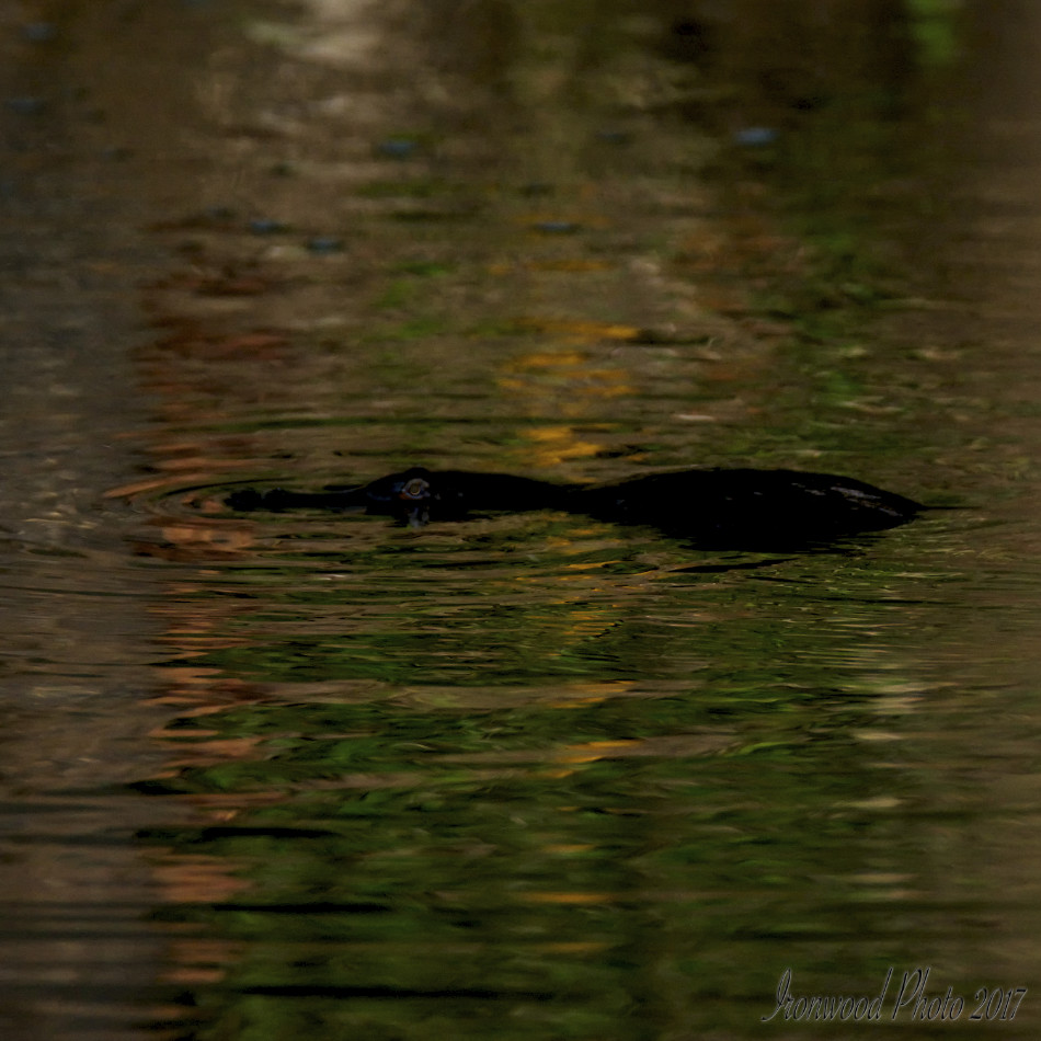 Click image for larger version

Name:	DSC_1861.jpg
Views:	51
Size:	192.2 KB
ID:	443755