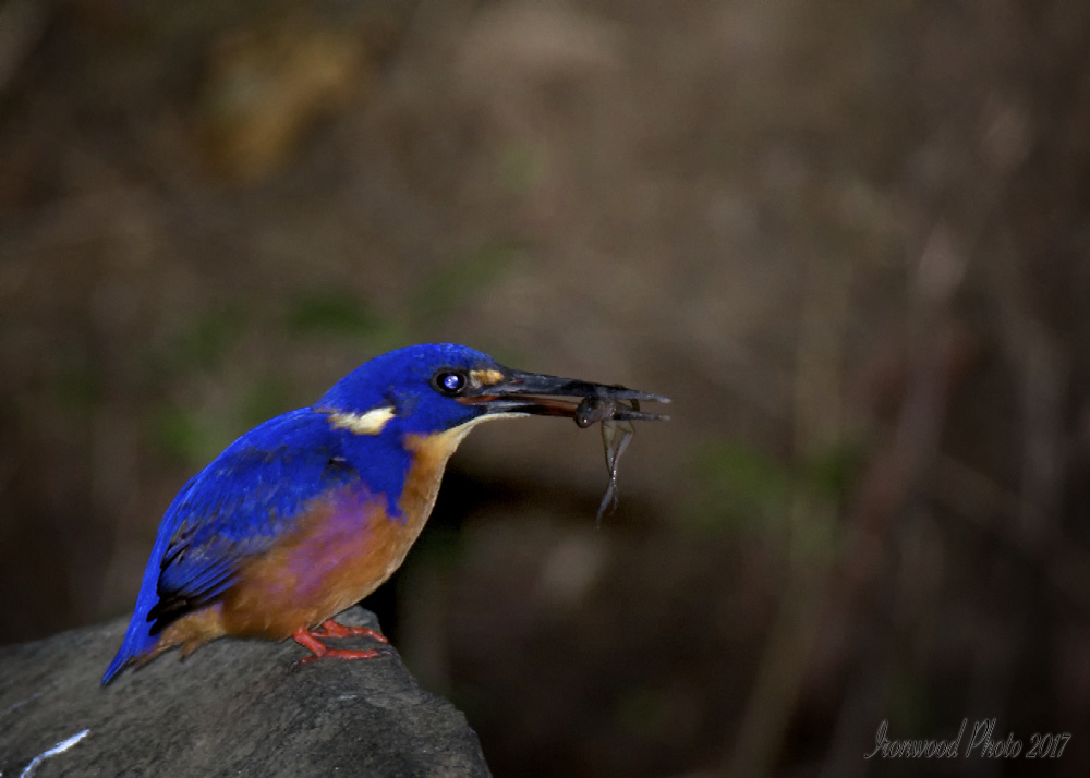 Click image for larger version

Name:	DSC_1863.jpg
Views:	44
Size:	175.0 KB
ID:	443757