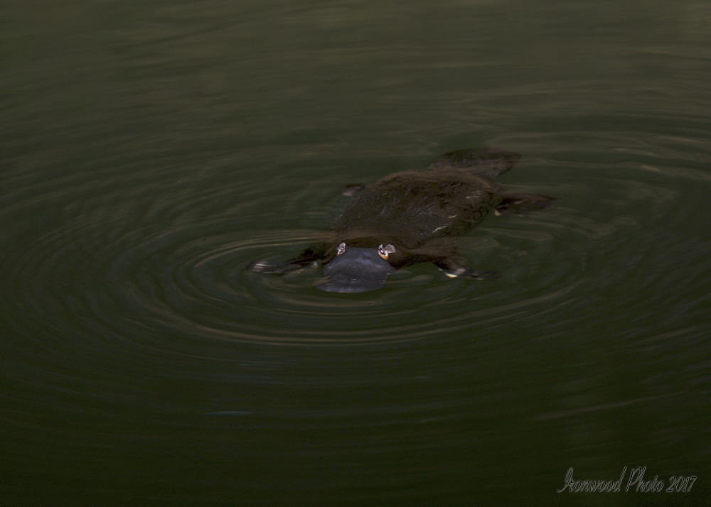 Click image for larger version

Name:	DSC_1873.jpg
Views:	44
Size:	182.9 KB
ID:	443759