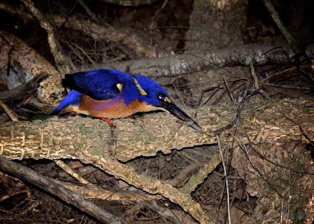 Click image for larger version

Name:	DSC_1877.jpg
Views:	88
Size:	193.6 KB
ID:	443761