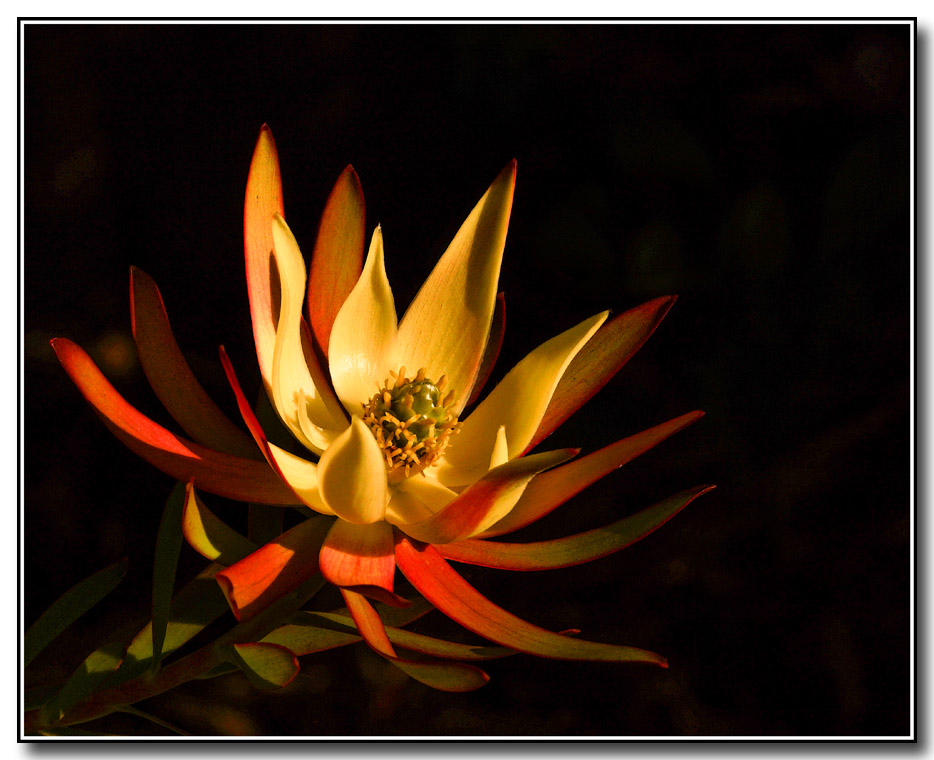Click image for larger version

Name:	Leucadendron.jpg
Views:	27
Size:	155.4 KB
ID:	443909