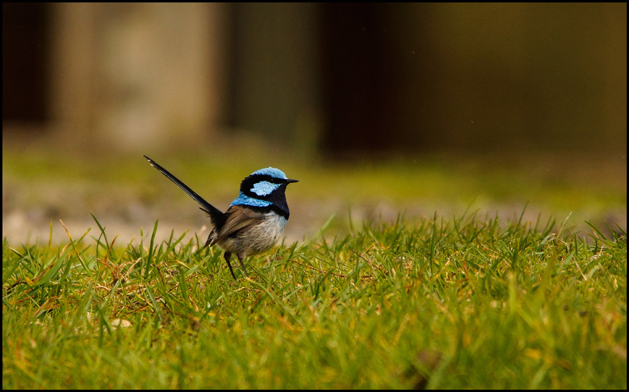 Click image for larger version

Name:	Wren 6 .jpg
Views:	18
Size:	155.6 KB
ID:	444120