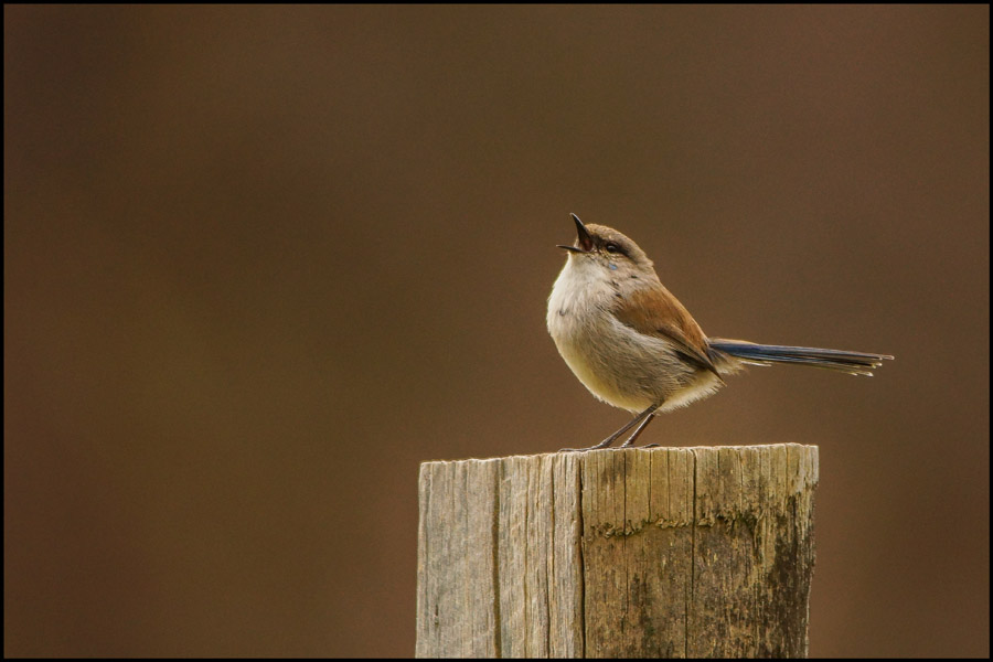Click image for larger version

Name:	Wren 1 .jpg
Views:	19
Size:	109.3 KB
ID:	444121