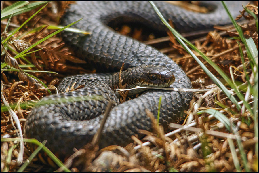 Click image for larger version

Name:	Snake 3 .jpg
Views:	33
Size:	235.3 KB
ID:	444123
