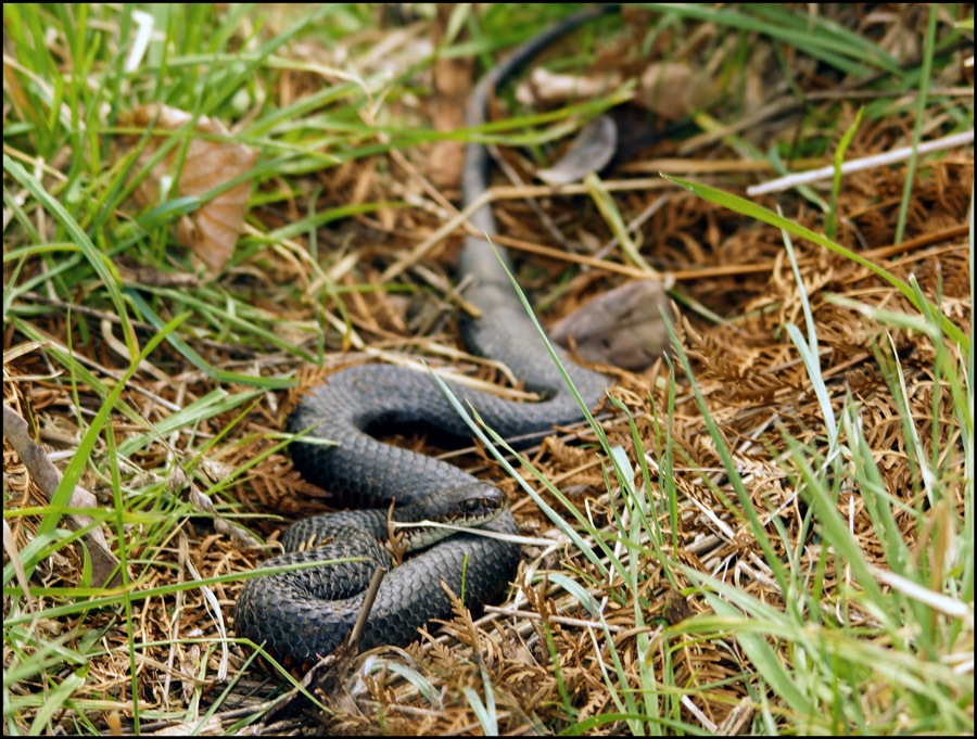 Click image for larger version

Name:	Snake 5 .jpg
Views:	33
Size:	306.4 KB
ID:	444124
