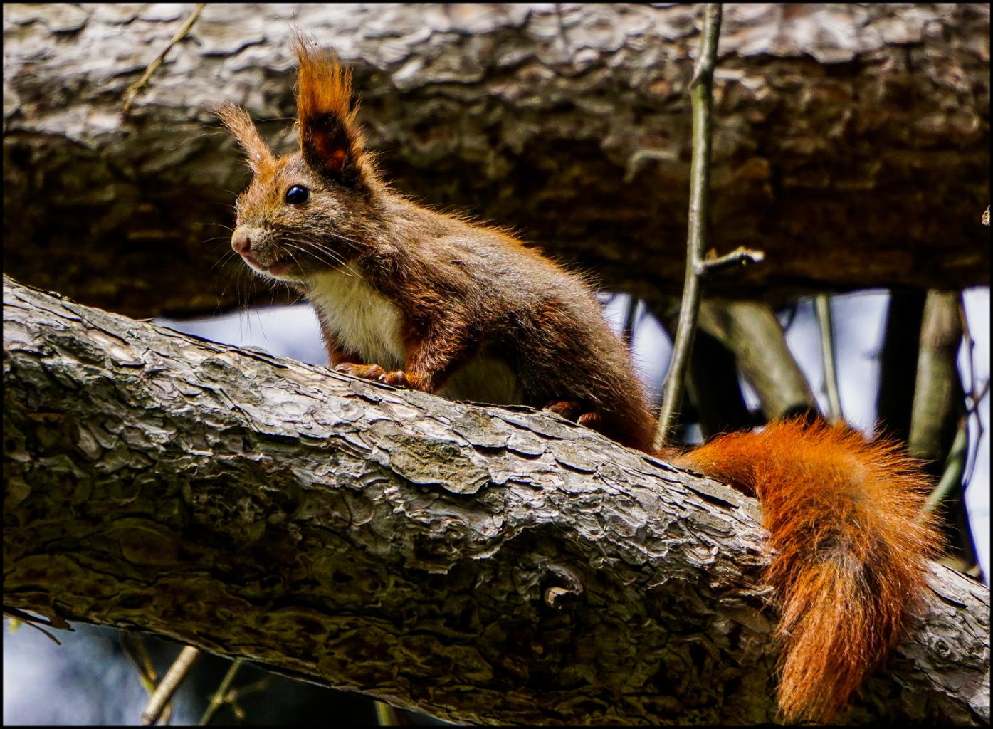Click image for larger version

Name:	Red squirrell .jpg
Views:	48
Size:	243.7 KB
ID:	444279
