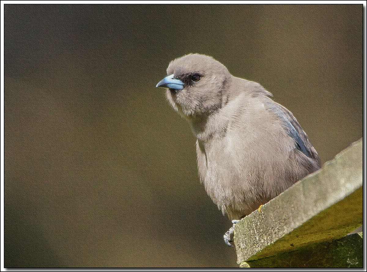 Click image for larger version

Name:	Dusky Wood Swallow 2 .jpg
Views:	36
Size:	550.5 KB
ID:	444938