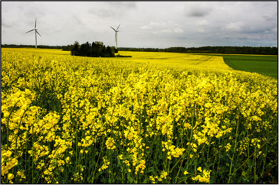 Click image for larger version

Name:	Canola field.jpg
Views:	171
Size:	403.7 KB
ID:	445301