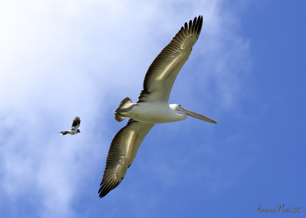 Click image for larger version

Name:	DSC_3242.jpg
Views:	39
Size:	187.2 KB
ID:	445648