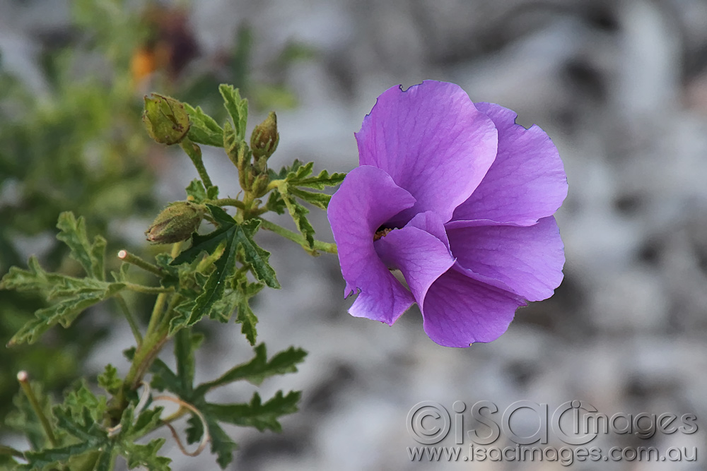 Click image for larger version

Name:	Purple-flower.jpg
Views:	24
Size:	198.6 KB
ID:	445883