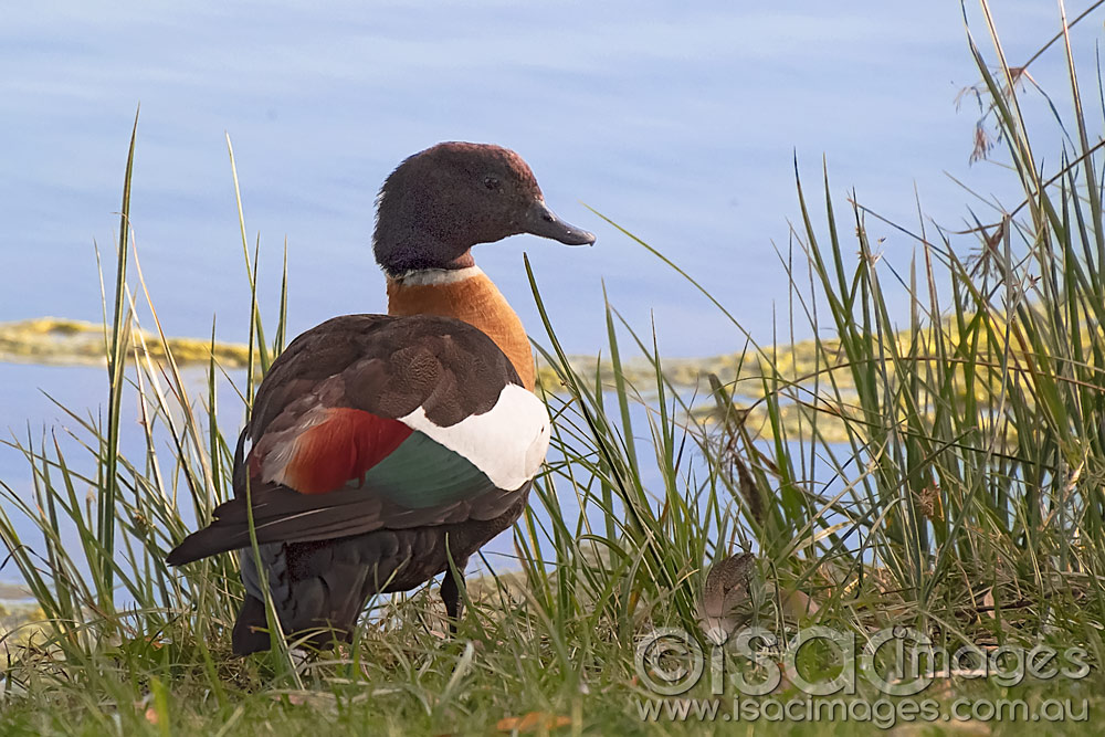 Click image for larger version

Name:	Shelduck-2.jpg
Views:	17
Size:	196.9 KB
ID:	445902