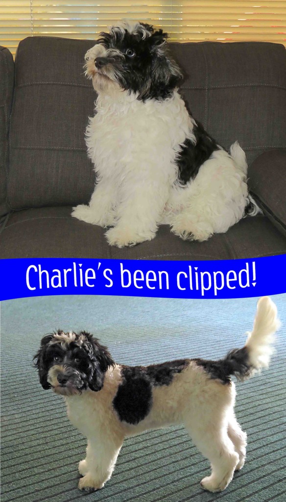 Click image for larger version

Name:	Before-and-After-1920x1200.jpg
Views:	54
Size:	173.2 KB
ID:	446689