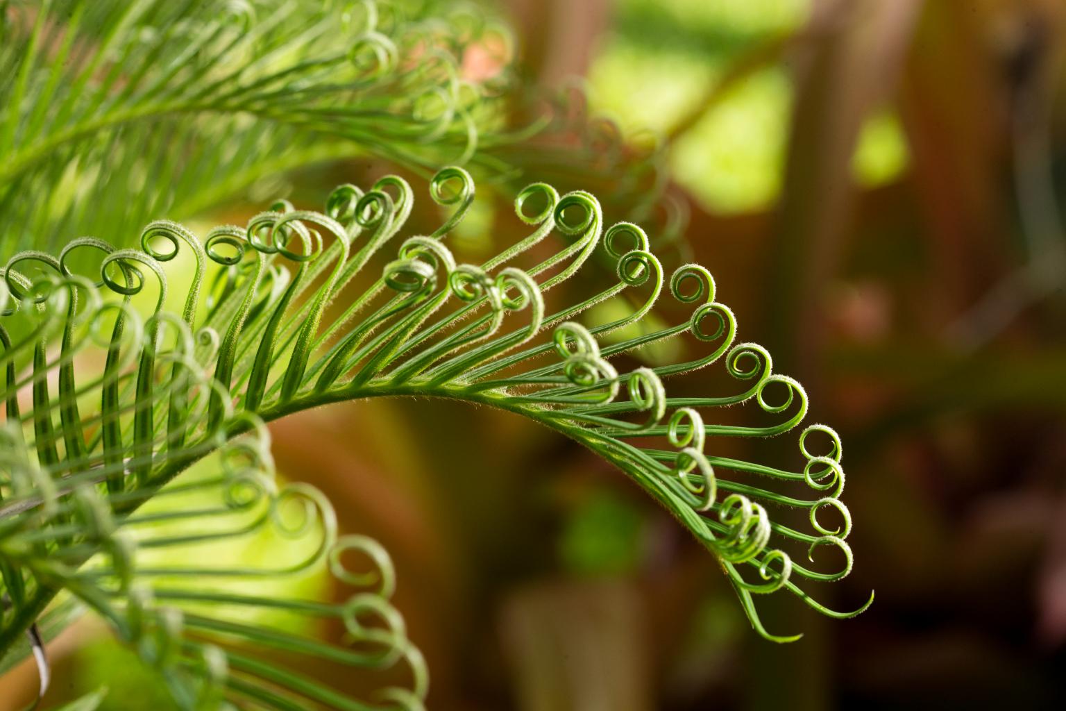 Click image for larger version

Name:	p.Frond.jpg
Views:	34
Size:	150.9 KB
ID:	446717
