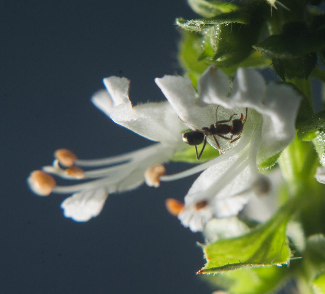Click image for larger version

Name:	ant or flower.jpg
Views:	444
Size:	72.9 KB
ID:	446719