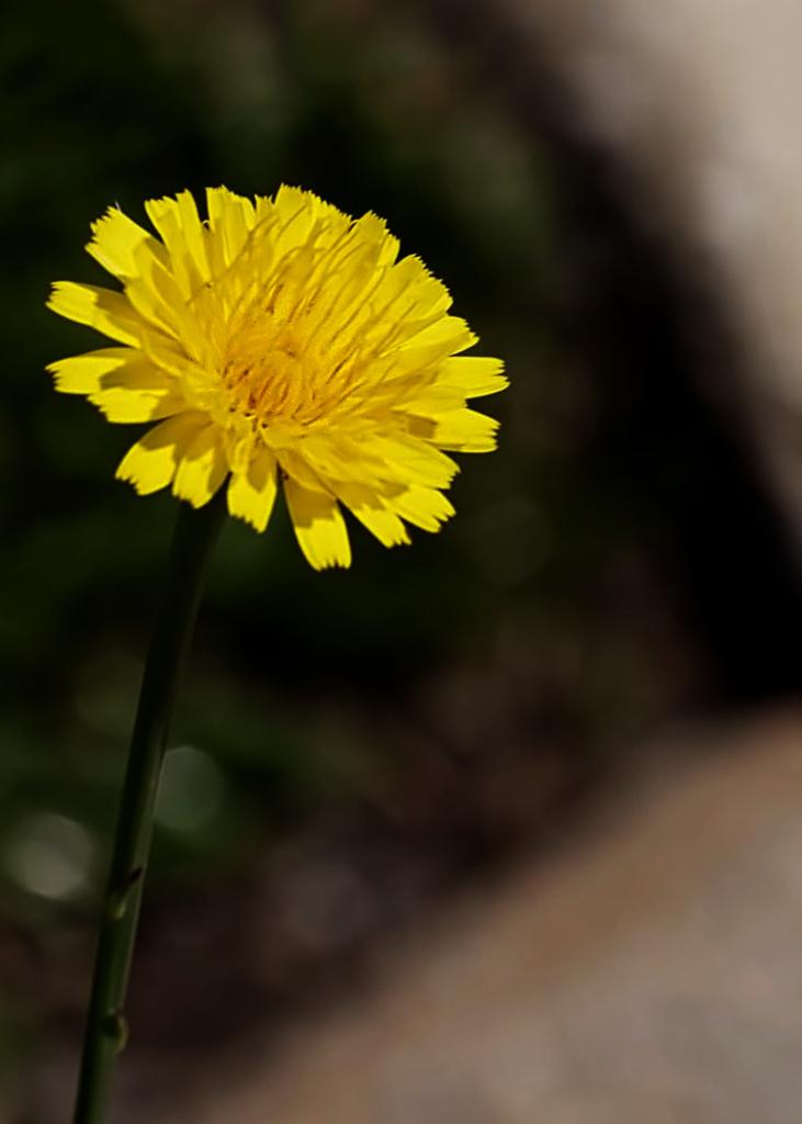 Click image for larger version

Name:	eaglem-dandelion-1.jpg
Views:	165
Size:	40.6 KB
ID:	446787
