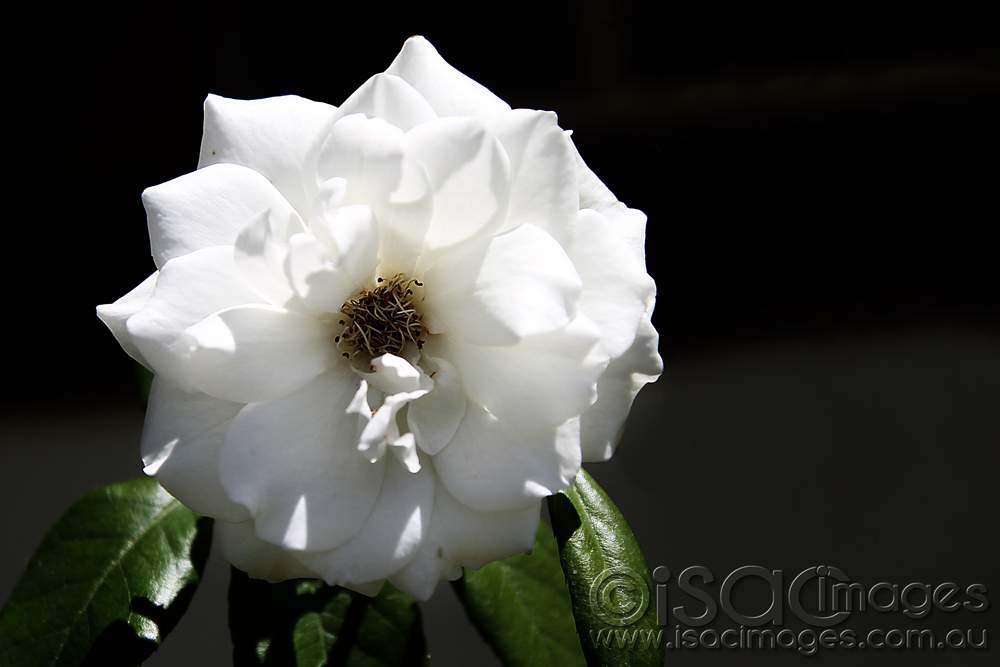 Click image for larger version

Name:	White-Rose-1.jpg
Views:	30
Size:	194.5 KB
ID:	447163