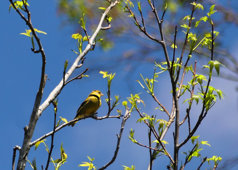 Click image for larger version

Name:	Green finch.jpg
Views:	43
Size:	185.4 KB
ID:	447229