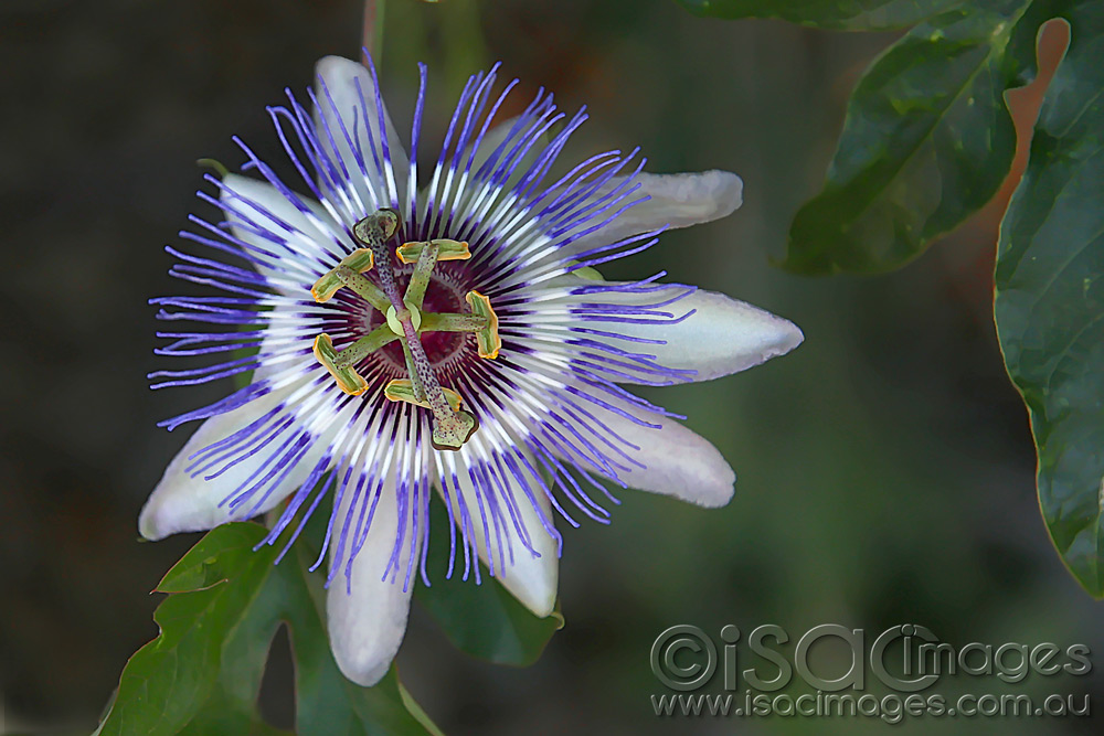 Click image for larger version

Name:	Passionfruit-Flower-1.jpg
Views:	504
Size:	195.2 KB
ID:	447264