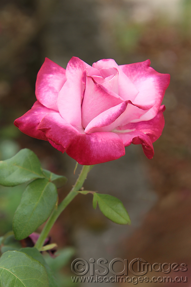 Click image for larger version

Name:	Angel-Face-Rose-1.jpg
Views:	31
Size:	194.9 KB
ID:	447267