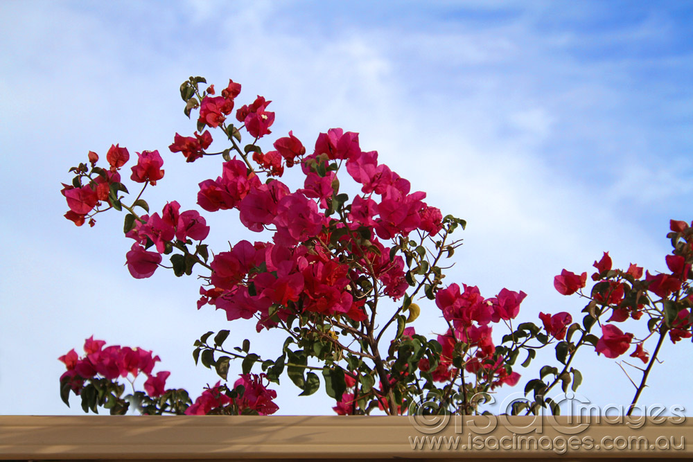 Click image for larger version

Name:	Flora-9.jpg
Views:	27
Size:	197.9 KB
ID:	447268
