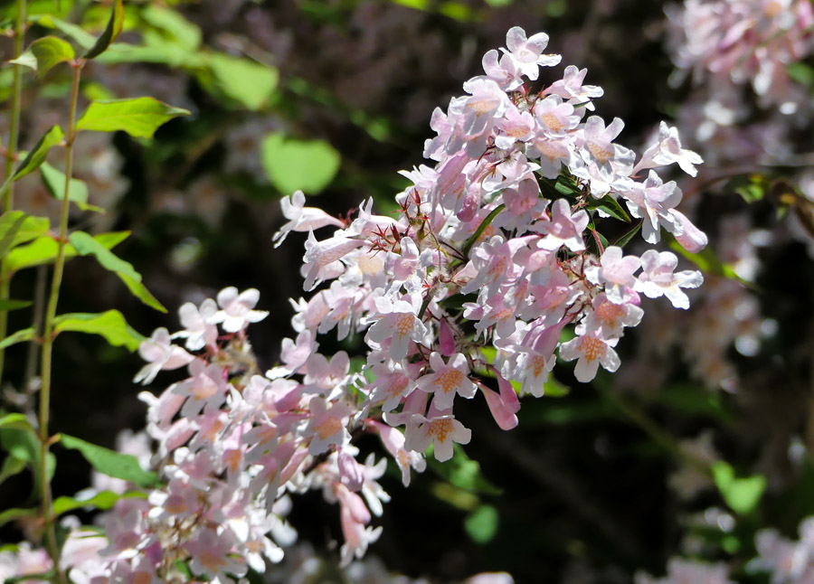 Click image for larger version

Name:	Abelia 2 .jpg
Views:	41
Size:	198.1 KB
ID:	447291